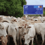 Qurban 2025: A Humanitarian Legacy That Transformed Lives and Touched Millions of Hearts